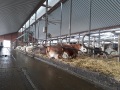 Mehrere Kühe liegen im Stall in Liegeboxen