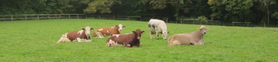 Achselschwang Kühe Auf Der Weide