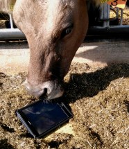 Wilma mit Tablet