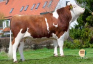Bulle Magister