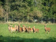 Ein Rudel Sikahirsche am Waldrand auf der Wiese