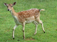 Kitz auf einer Wiese