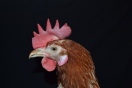 Schnabel unbehandelte Henne