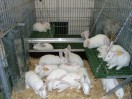 Kaninchen im Bodenhaltungsabteil