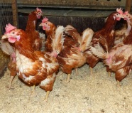 braun befiederte Hennen mit Gefiederschäden