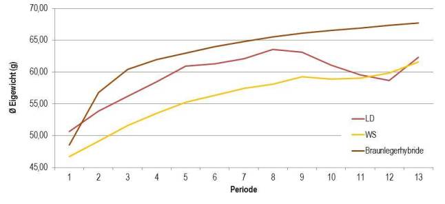 Abbildung 4: Durchschnittliches Eigewicht in g