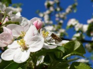 Biene auf einer Blüte