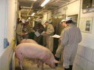 Tierbeurteilung im Stall