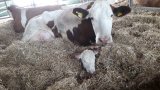 Mutterkuhhaltung