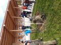Einpflanzen des Apfelbaums im Rahmen der LfL Seminarwoche zum Streuobstanbau 