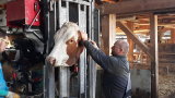 Ohrfriseur - Freier Blick auf die Ohrmarken