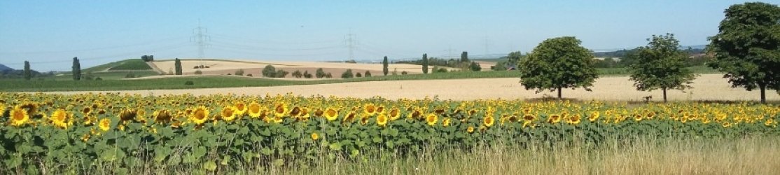 Kopfbild Sonnenblumen