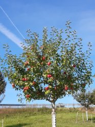 Bild eines Apfelbaumes