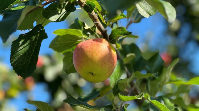 Ein Apfel an einem Zweig mit vielen Blättern im Bild.