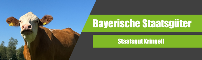 Der Schriftzug "Bayerische Staatsgüter Staatsgut Kringell" neben einer Fleckviehkuh