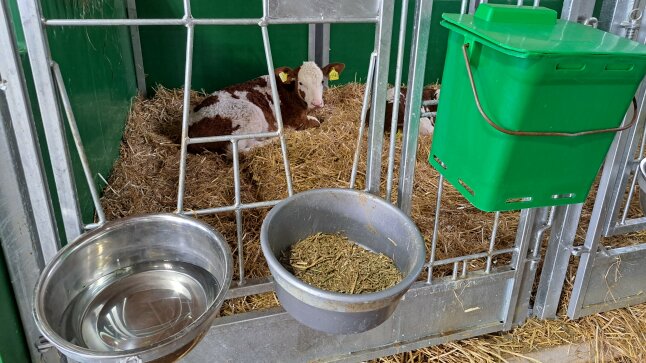 Ein Kalb liegt im Stroh im Vordergrund eine Schüssel Futter und Wasser