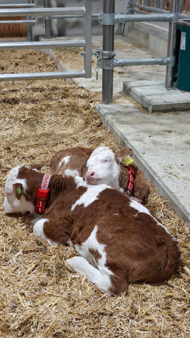 Kälber kuscheln