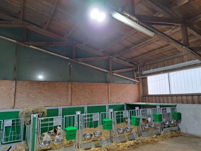 Lampen im Kälberstall
