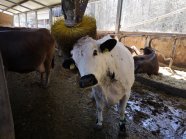 Eine Kuh schubbert sich an einer Kratzbürste
