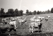 Kuehe Auf Der Weide