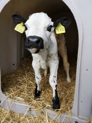 Kalb im Tränkeautomat