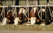 Kühe im Stall beim Fressen