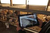 Videoüberwachung eines Stallabteils über Tablet.JPG