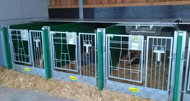 Im Bild ist die neue Aufstallung für Kälber am Staatsgut Almesbach