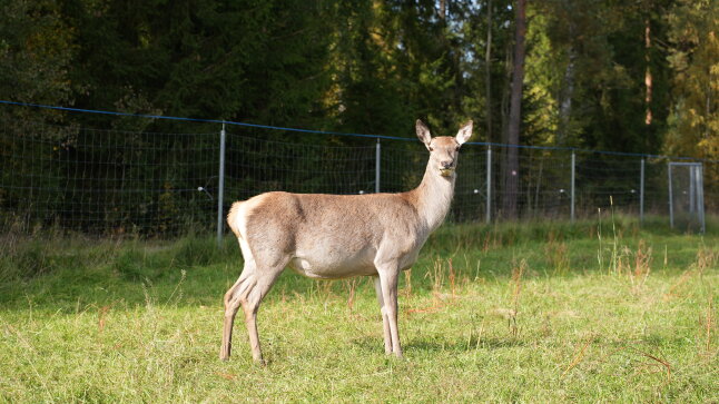Ein Reh vor einem Gehegezaun