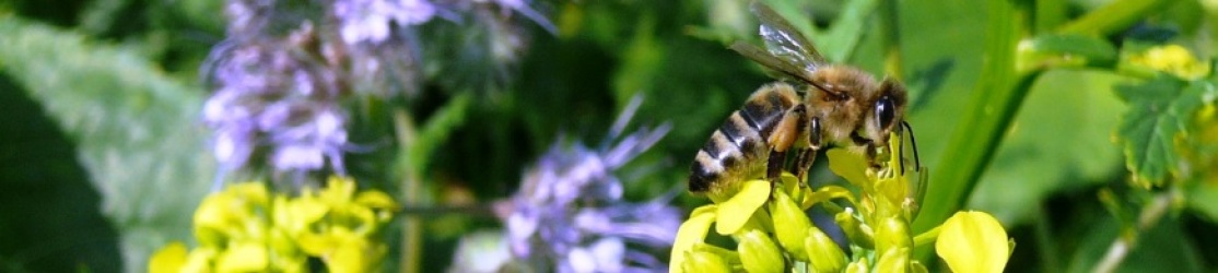 Kopfbild Bienenlehrpfad