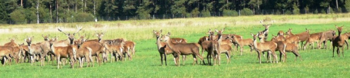 Kopfbild Gehegewildhaltung