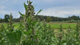 eine grüne Pflanze mit grünen, länglichen Blüten 