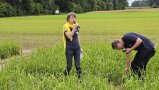 eine Frau steht in einem grünen Reisfeld - daneben beugt sich ein Mann zu einer Pflanze