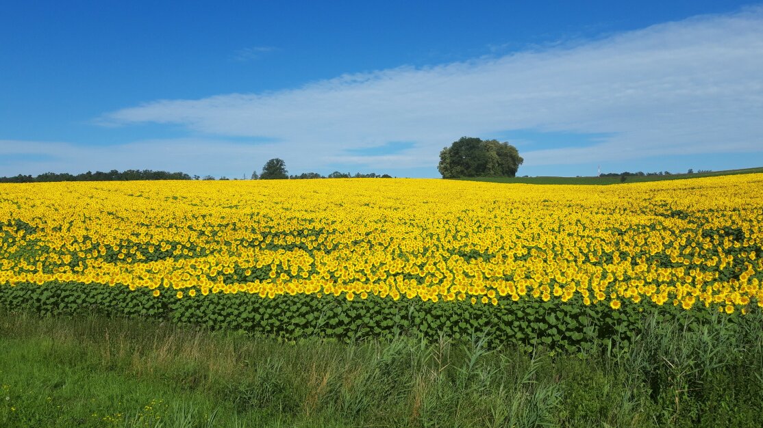 2024-02-21-Freising-Sonnenblumenfeld 16:9