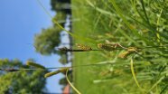 Blütenstand Segge, männlich Blüte oben, weibliche Blüte mit Samenständen unten