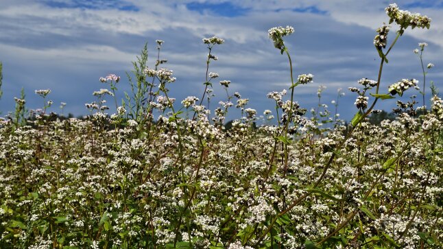 eine Pflanze mit weißen Blüten, hier Buchweizen 