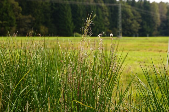 Grüne Wiese auf der Versuchsstation Karolinenfeld/Kolbermoor - im Vordergrund lange Gräser - auch Seggen genannt - im Hintergrund dunkelgrüner Wald