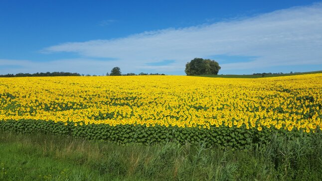 großes Sonnenblumenfeld mit blauem Himmel und einem Baum im Hintergrund