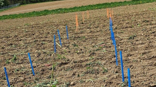 Feld eingeteilt in Parzellen durch blaue und orange Stickel