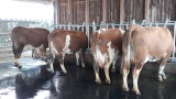 Die Kühe sind bereit