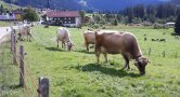Einige Kühe auf der Weide beim Fressen