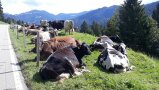 Eine Gruppe Kühe, die auf der Weide liegen