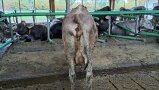 Eine Kuh mit rauem Fell