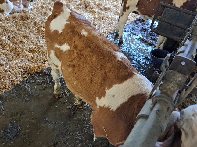 Unstrukturiertes Haarkleid an einem Kalb