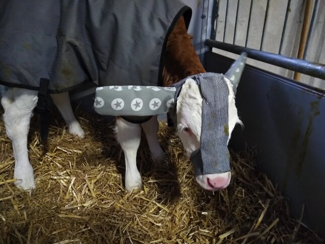 Kalb mit Ohrenschützer vor einem Kälberiglu