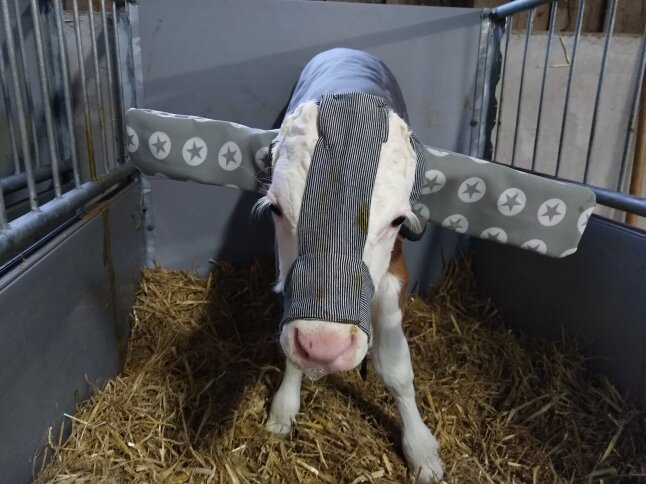 Kalb mit Ohrenschützer vor Kälberiglu, direkter Blick in die Kamera