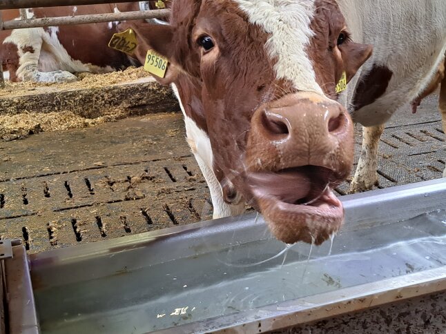 Wasser schmeckt.jpg