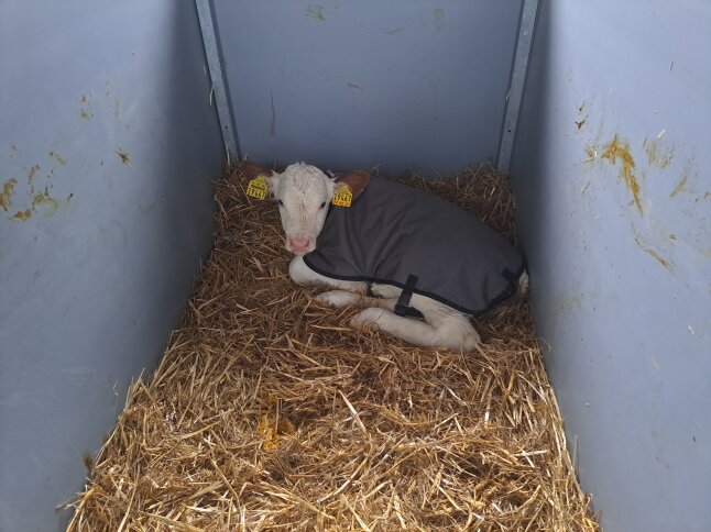 Kalb mit Kälberdecke in einem Kälberiglu