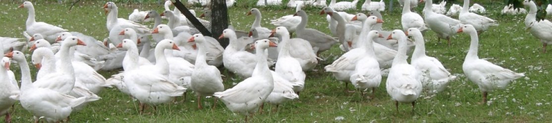 Gänse auf der Wiese