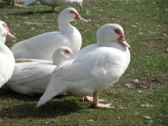 weibliche weiße Flugenten auf Wiese